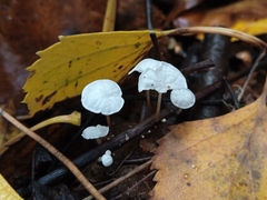 Delicatula integrella