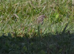 Melospiza melodia image