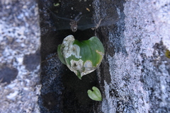 Parallelomma vittatum