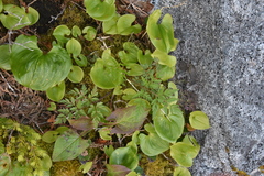Conioselinum gmelinii