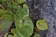Conioselinum gmelinii