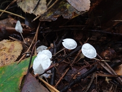 Delicatula integrella