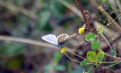 Polyommatus icarus