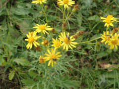 Jacobaea grandidentata