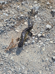 Ambystoma tigrinum