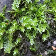 Rhynchostegium riparioides