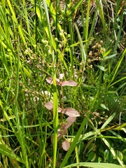 Hypericum mutilum mutilum