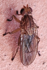 Heleomyzidae