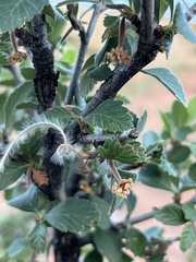 Cercocarpus