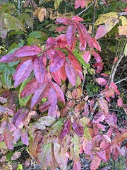 Oxydendrum