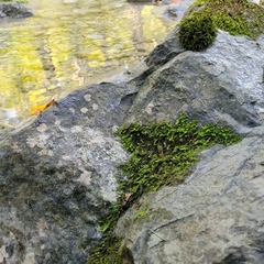 Rhynchostegium riparioides