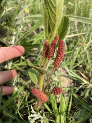 Acalypha punctata punctata