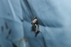 Chrysanympha formosa