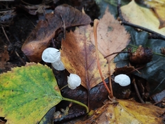 Delicatula integrella