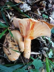 Lactarius salmonicolor