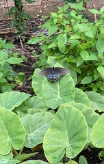 Papilio glaucus
