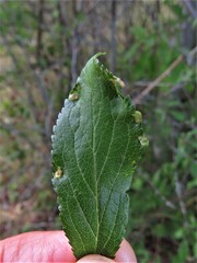 Eriophyes prunispinosae