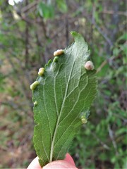 Eriophyes prunispinosae