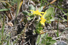Aizoon glinoides