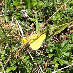 Colias croceus