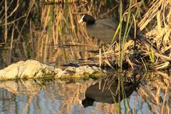 Fulica cristata