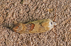 Ponometia candefacta