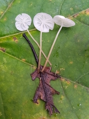 Delicatula integrella