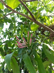 Dendrophthoe falcata