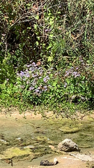 Conoclinium coelestinum