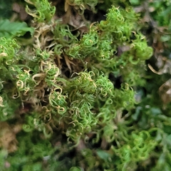 Tortella tortuosa