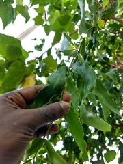 Dendrophthoe falcata