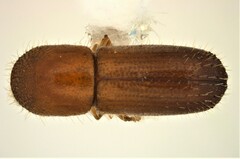 Xyleborus volvulus