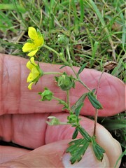 Potentilla argentea