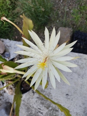 Hylocereeae