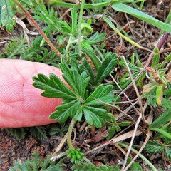 Potentilla argentea