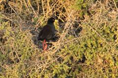 Zapornia flavirostra