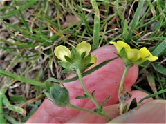 Potentilla argentea