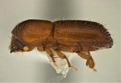 Xyleborus volvulus