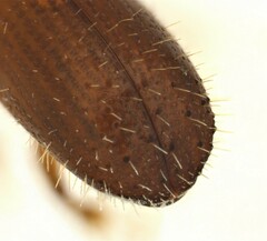 Xyleborus volvulus