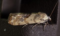 Ponometia candefacta