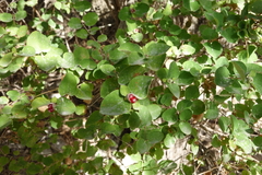 Lonicera iberica