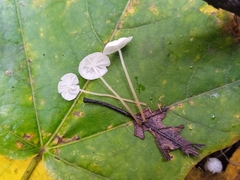 Delicatula integrella
