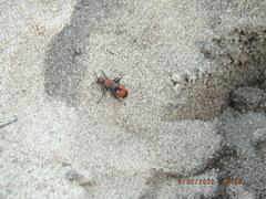 Dasymutilla bioculata