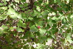Lonicera iberica