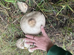 Agaricus deardorffensis