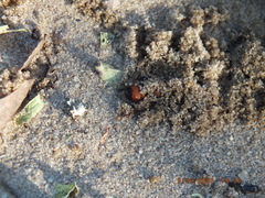 Dasymutilla bioculata