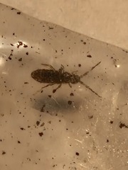 Orchesella villosa