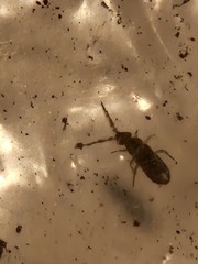 Orchesella villosa
