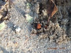 Dasymutilla bioculata