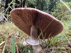Agaricus deardorffensis